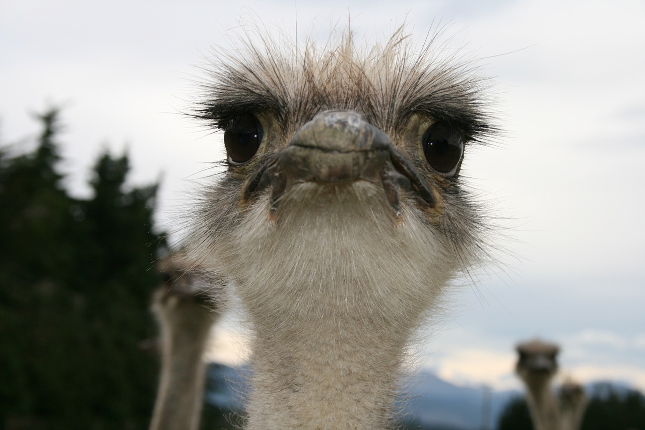 ostrich Photo