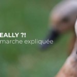 Bénévolat création de site internet